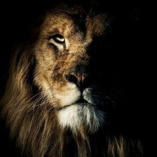 The Role of Strength Training